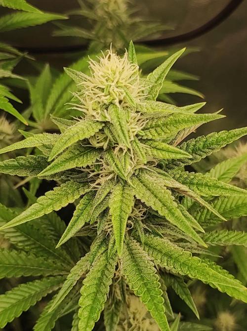 Lambeijax #2. Week 10