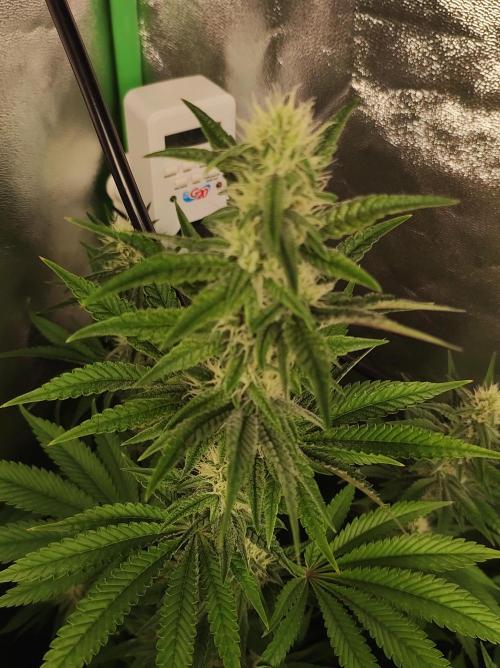 Lambeijax #2. Week 10