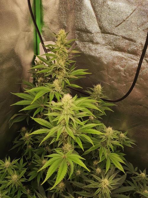 Lambeijax #2. Week 10