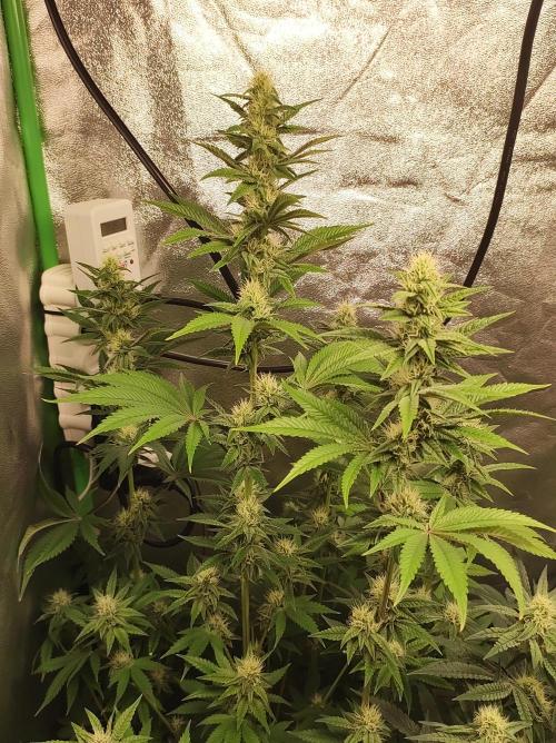 Lambeijax #2. Week 10