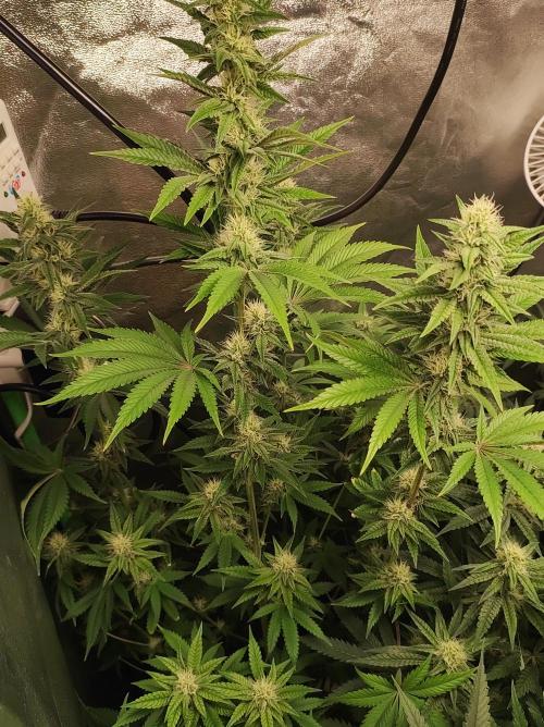 Lambeijax #2. Week 10