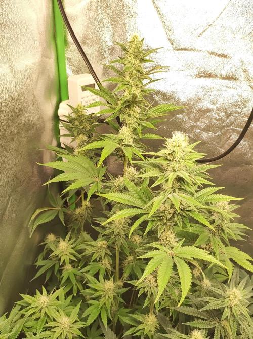 Lambeijax #2. Week 10