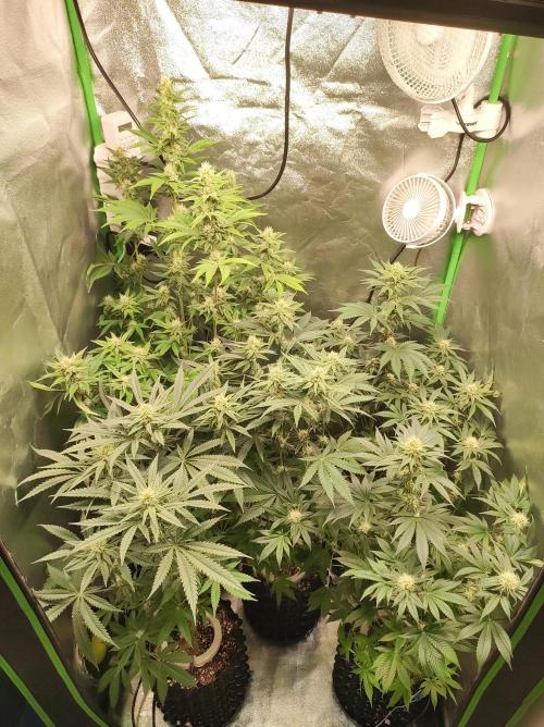 Godness Flower #2. Week 10