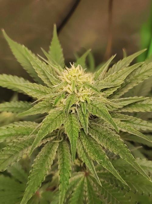 Godness Flower #2. Week 10