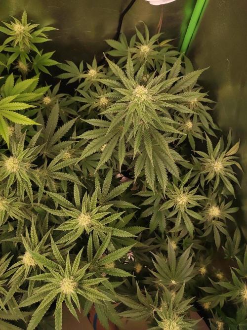 Godness Flower #2. Week 10