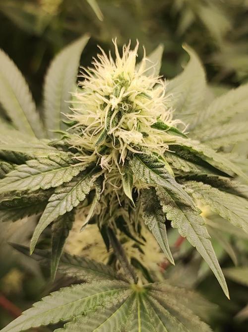 Colombian Gold. Week 10