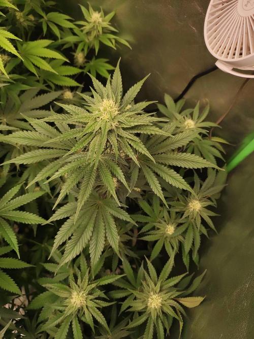 Godness Flower #2. Week 10