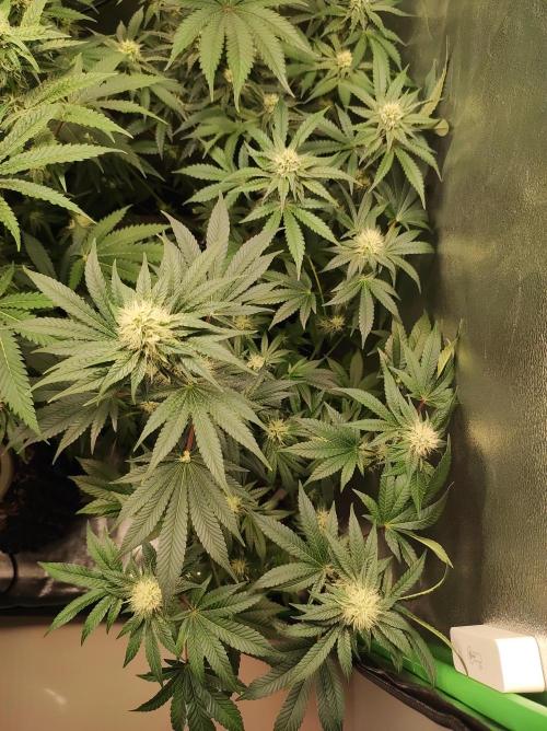 Colombian Gold. Week 10