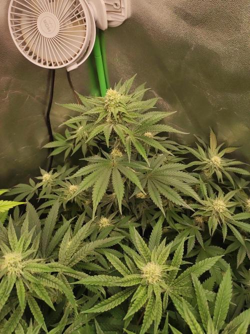 Godness Flower #2. Week 10