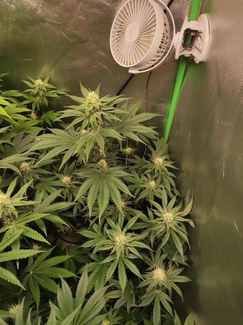 Godness Flower #2. Week 10