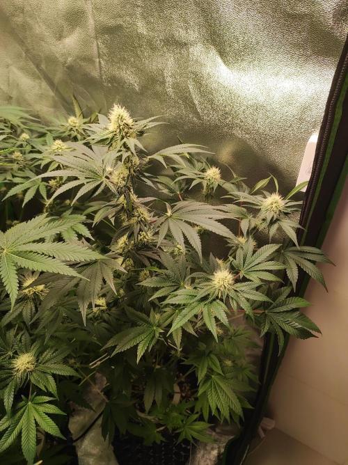 Colombian Gold. Week 10