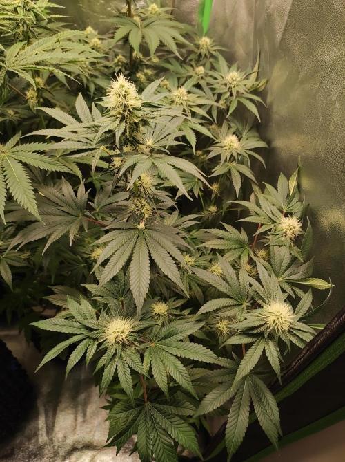 Colombian Gold. Week 10