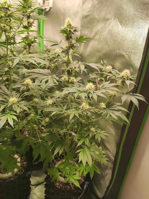 Colombian Gold. Week 10