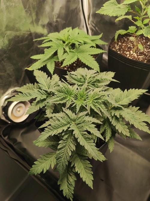 White Widow x Freakshow. Week 3