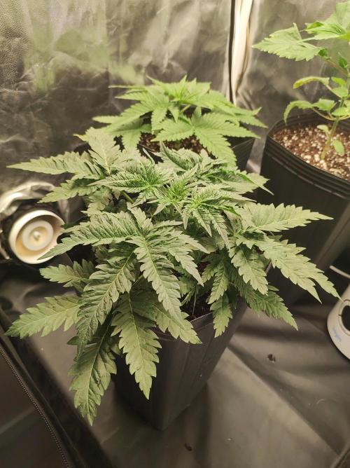 White Widow x Freakshow. Week 3