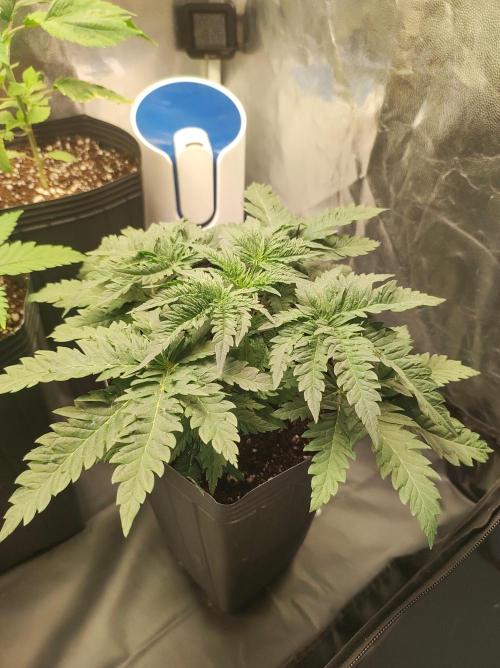 White Widow x Freakshow. Week 3