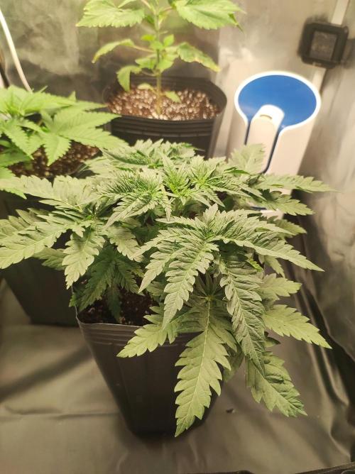 White Widow x Freakshow. Week 3