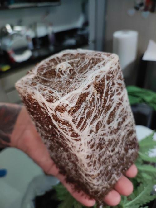 White Widow x Freakshow. Week 3