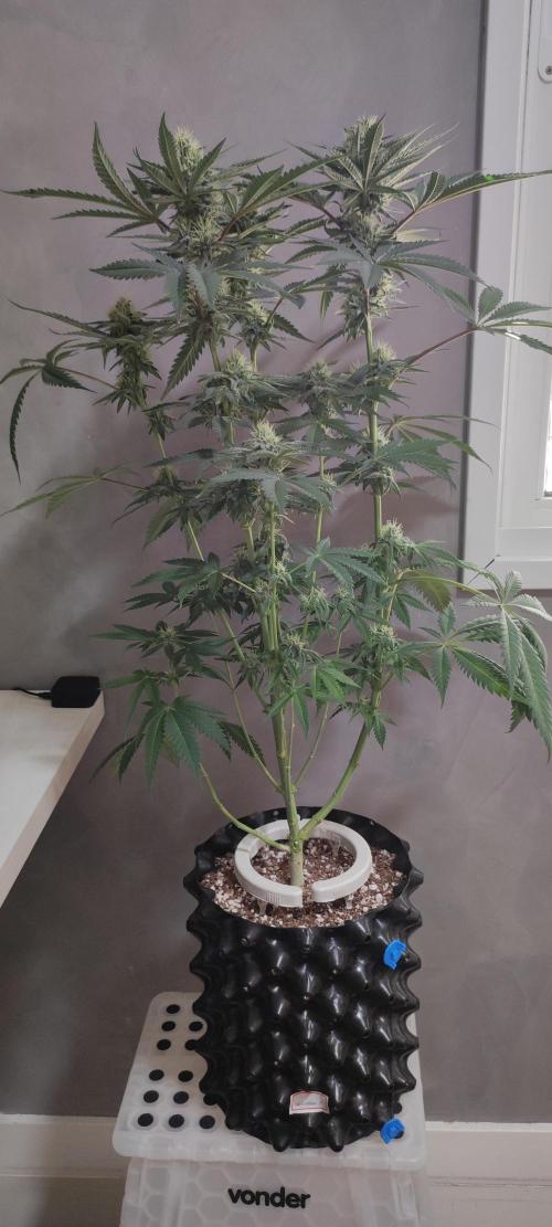 Godness Flower. Week 11