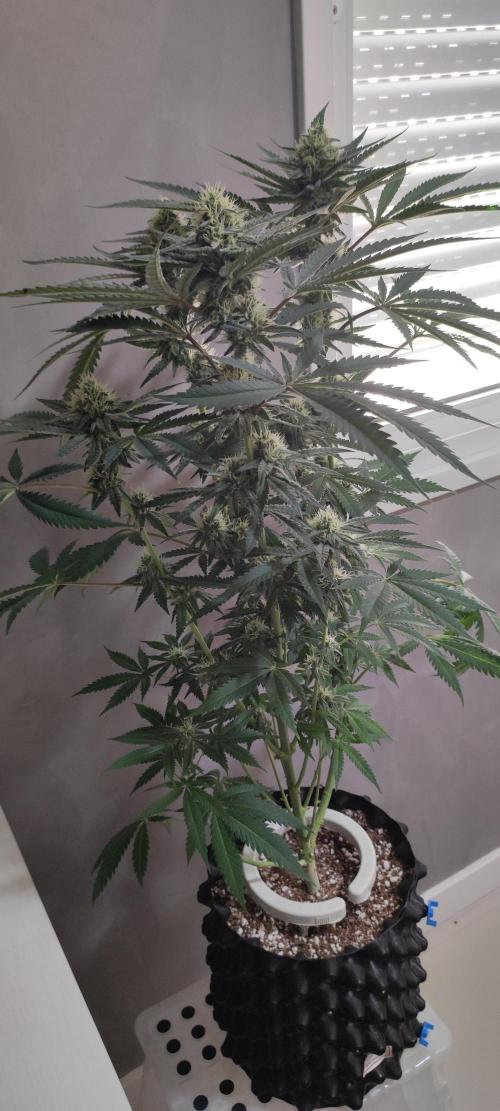 Godness Flower. Week 11