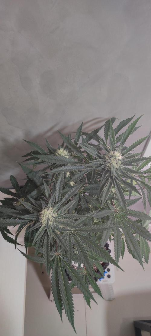 Godness Flower. Week 11