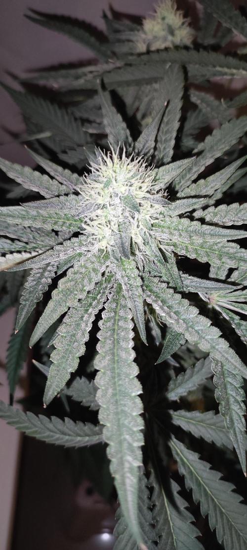 Godness Flower. Week 11