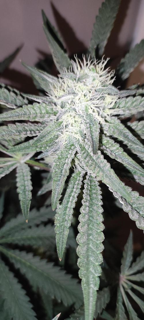 Godness Flower. Week 11