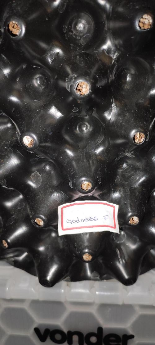 Godness Flower. Week 11