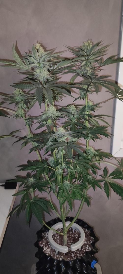 Godness Flower. Week 11