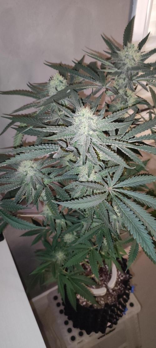 Godness Flower. Week 11