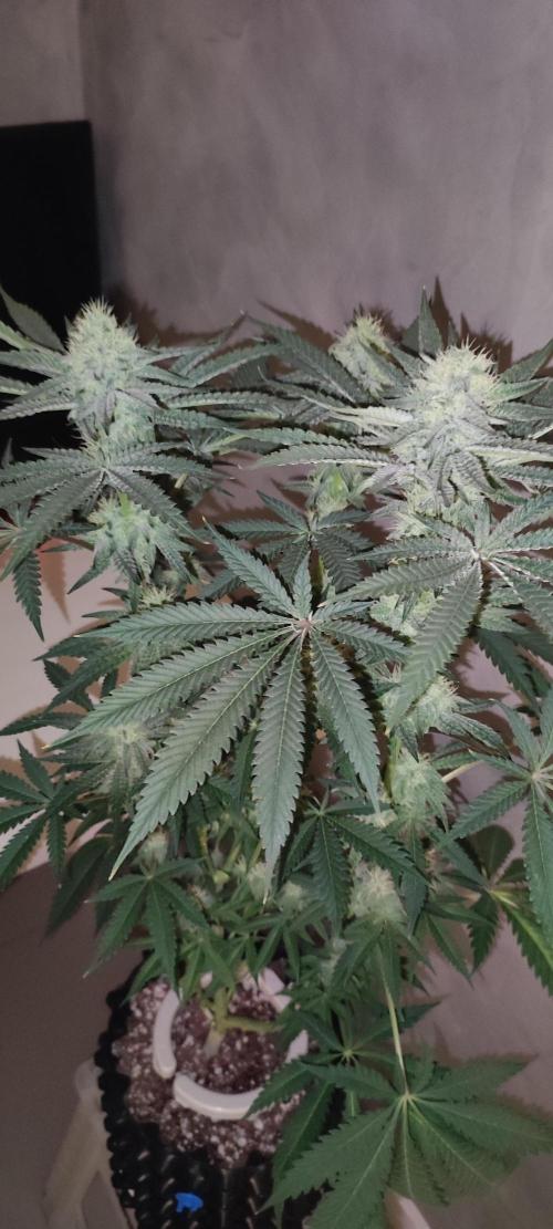 Godness Flower. Week 11