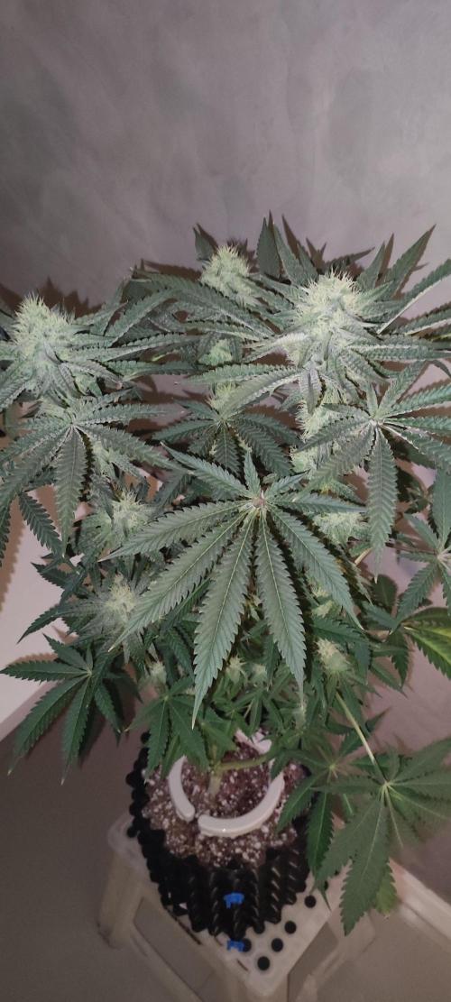 Godness Flower. Week 11