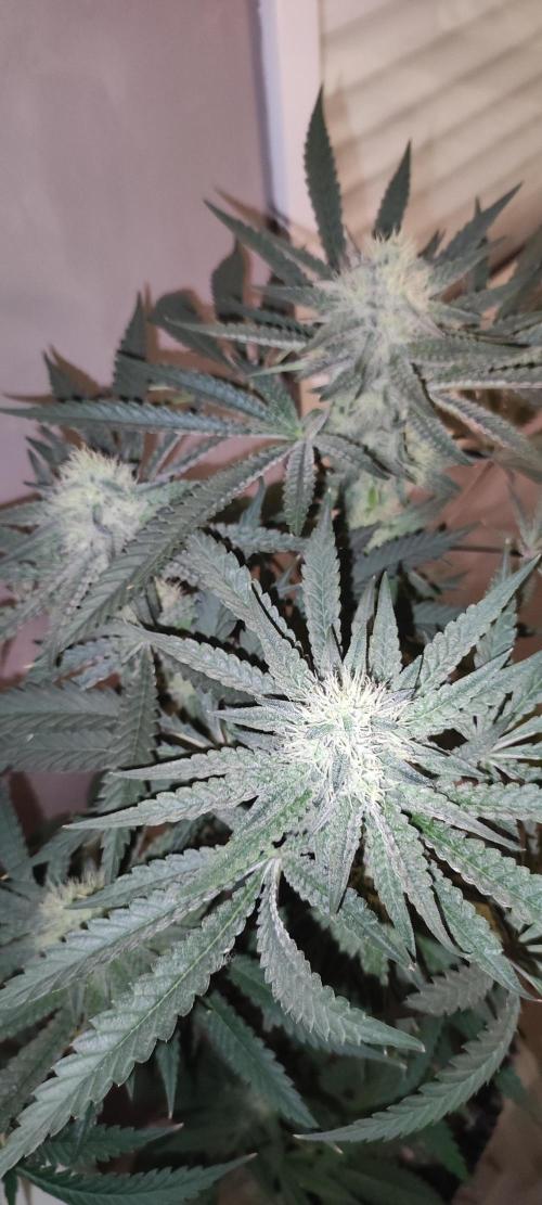 Godness Flower. Week 11