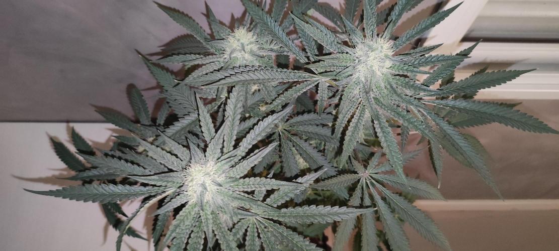 Godness Flower. Week 11