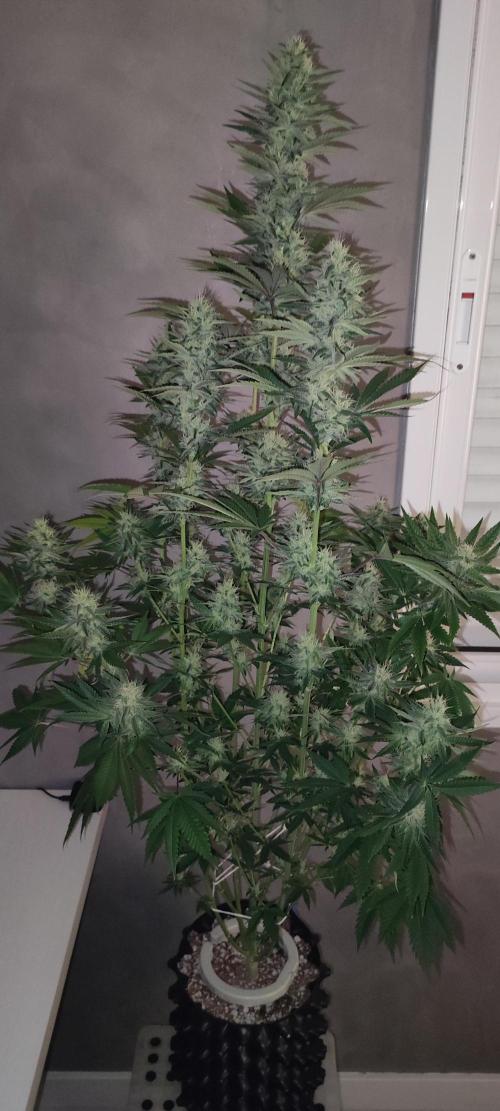 Lambeijax #2. Week 11