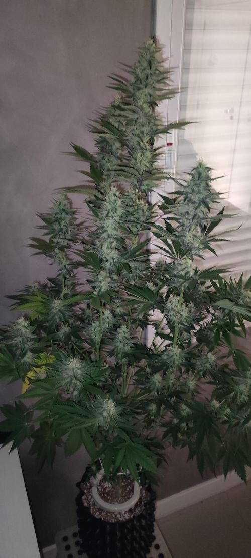 Lambeijax #2. Week 11