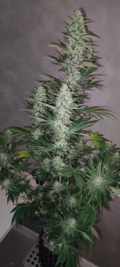 Lambeijax #2. Week 11