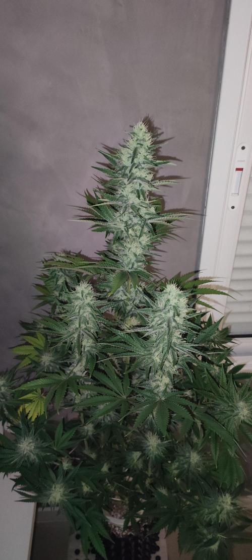 Lambeijax #2. Week 11