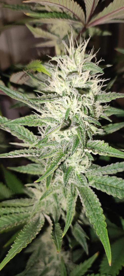 Lambeijax #2. Week 11