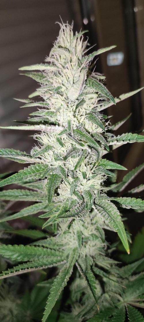 Lambeijax #2. Week 11