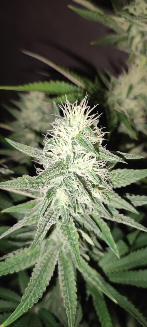 Lambeijax #2. Week 11