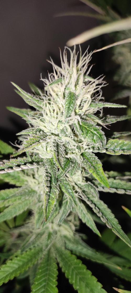 Lambeijax #2. Week 11