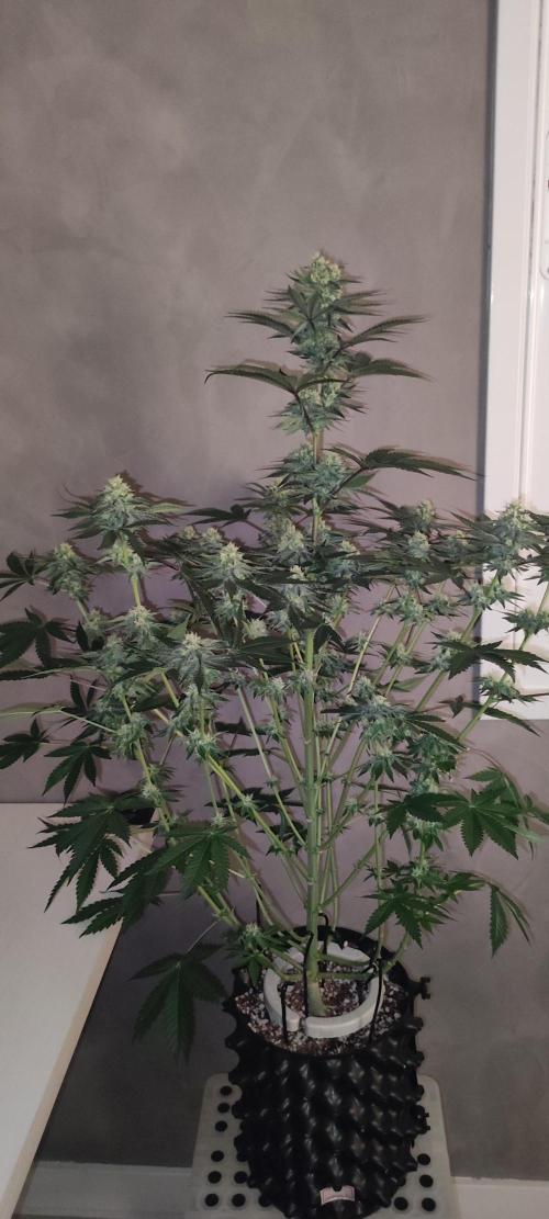 Godness Flower #2. Week 11