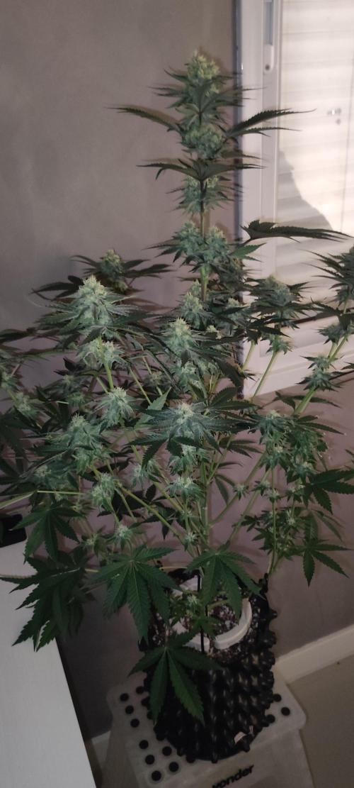 Godness Flower #2. Week 11