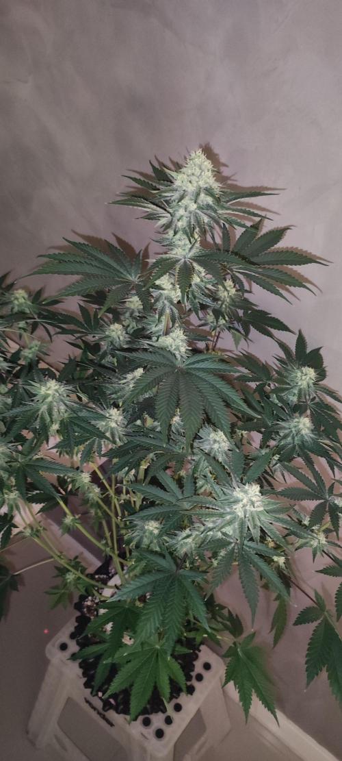 Godness Flower #2. Week 11