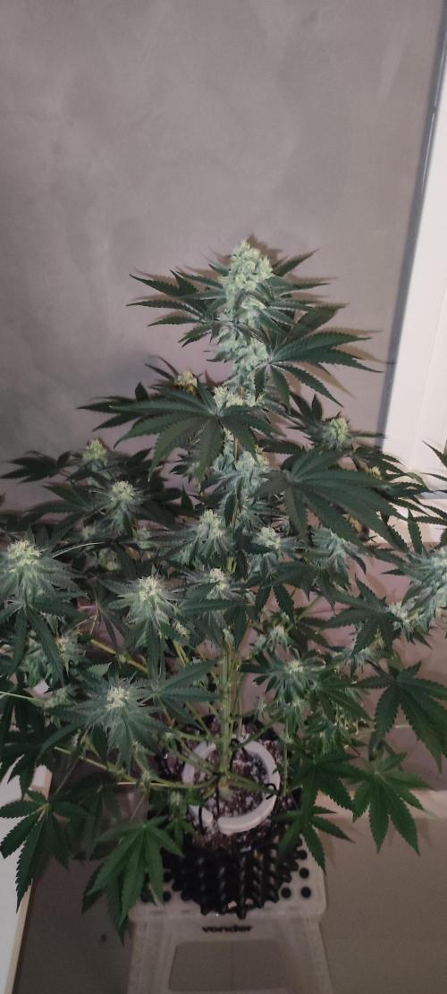 Godness Flower #2. Week 11