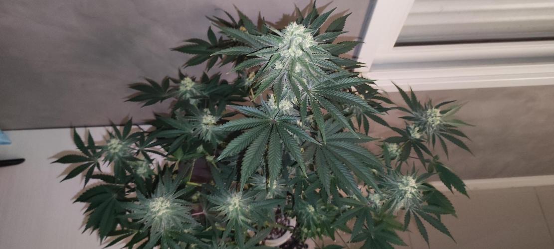 Godness Flower #2. Week 11