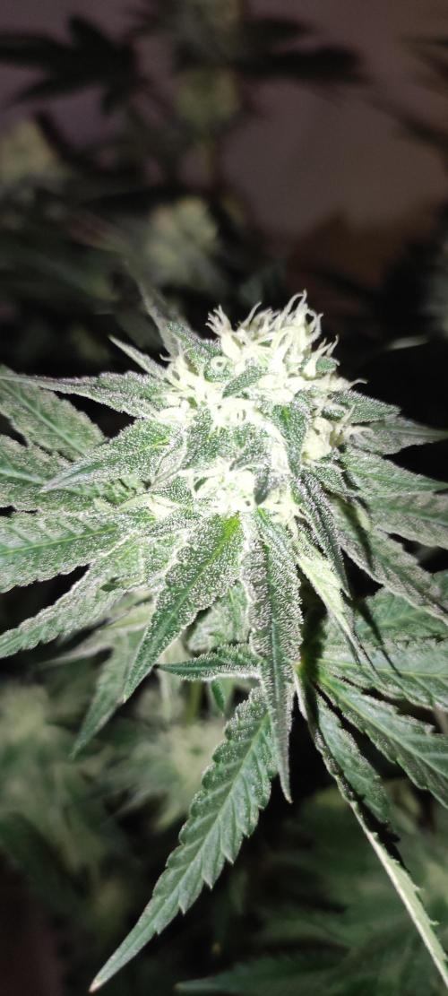 Godness Flower #2. Week 11