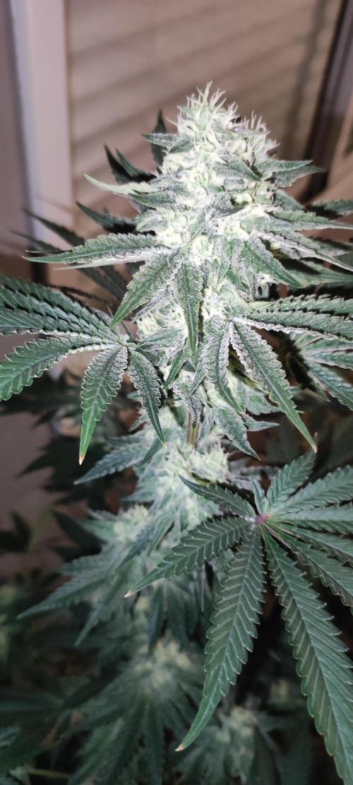 Godness Flower #2. Week 11