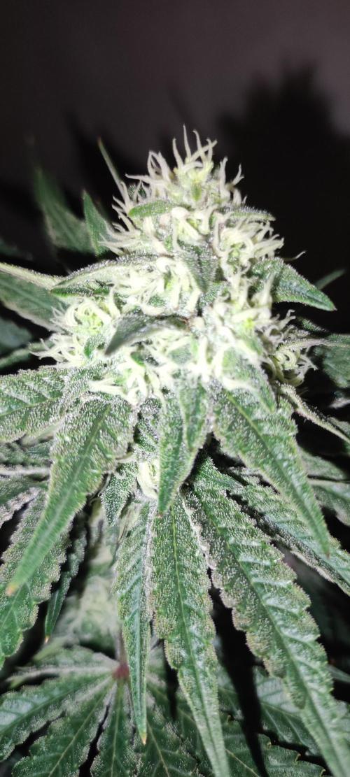 Godness Flower #2. Week 11